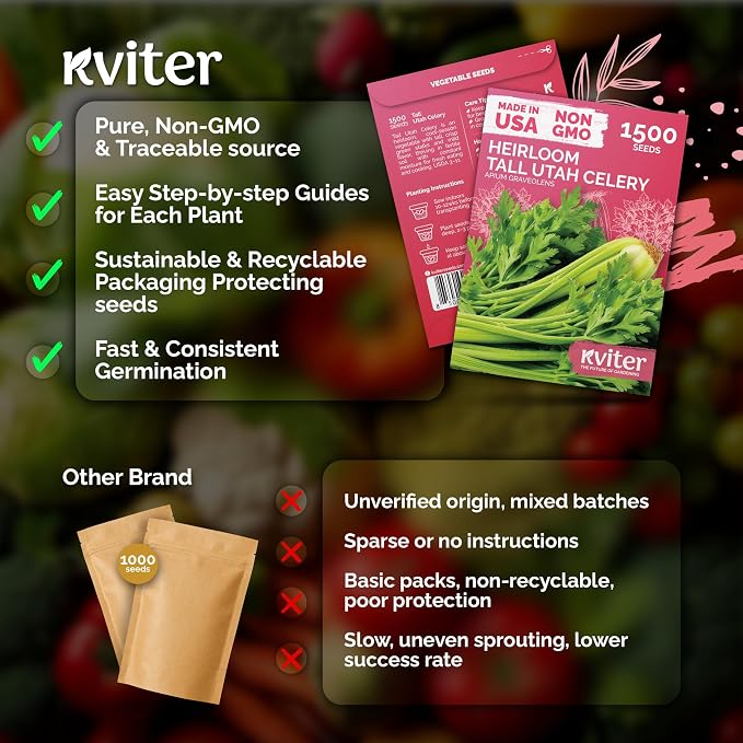 KVITER 1500 Tall Utah Celery Seeds (Apium Graveolens) - Celery with Tall Crisp Stalks, Unique Mild Flavor, Non GMO, Heirloom Seed Packets - Vegetable Seeds for Outdoors, Home Garden, Raised Beds