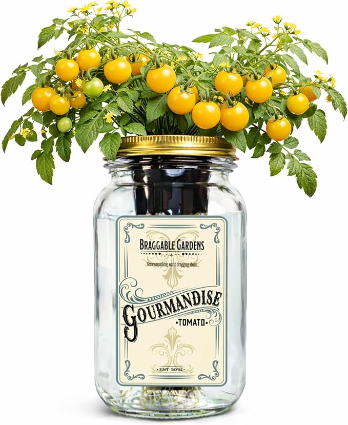Gourmandise Yellow Cherry Tomato Indoor Garden Kit – Mason Jar Hydroponic Tomato Grow Kit – Windowsill Countertop Tomato Planter – Grow Tomatoes Indoors
