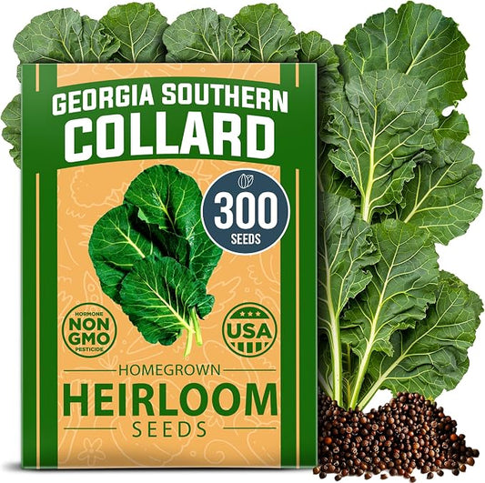 HOME GROWN Collard Greens Georgia Southern 300+ Heirloom Non GMO Seeds for Planting, High Germination, Heat & Cold Tolerant, Slow to Bolt, Nutritious Leafy Greens, Southern Cooking (Brassica oleracea)