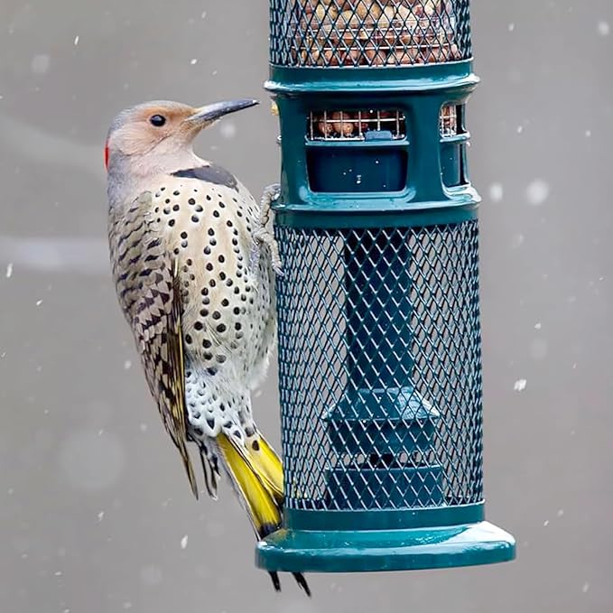 Squirrel Buster Nut Feeder Squirrel-Proof Bird Feeder for Shelled Peanuts & Dried Fruit, Weight-Adjustable, Woodpecker Friendly, 1.3lb Capacity with 2 Interchangeable Meshes