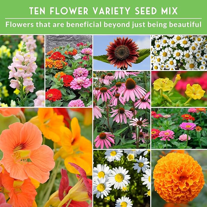 10 Flower Seed Collection for Planting - Zinnia, Sunflower, Marigold, Snapdragon, Nasturtium, Morning Glory, Chamomile, Shasta Daisy, Purple Coneflower, Four O’Clock - Survival Garden Seeds