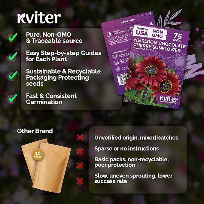KVITER 75 Chocolate Cherry Sunflower Seeds to Plant (Helianthus annuus) – Heirloom Seed Non GMO Sunflowers Variety, Long Vase-Life Blooms – Flower Seeds for Planting in Home Garden