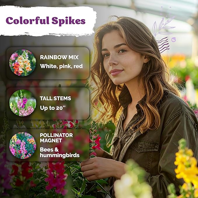 KVITER 1,500 Tetra Mix Snapdragon Seeds (Antirrhinum Majus) – Heirloom & Tall Snap Dragon Mix, Annual Flower Garden Seeds, Cut Flower Seeds for Planting – Ideal for Outdoor Garden & Containers