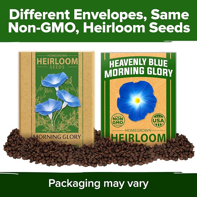 HOME GROWN Morning Glory Seeds,Heavenly Blue (2 Pack) 300 Heirloom Morning Glories Vine Seeds for Planting Ideal for a Flower Garden that Attracts Pollinators and Birds(Ipomoea Tricolor)