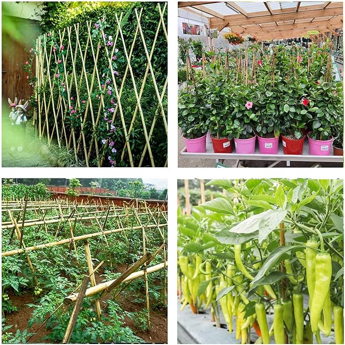 Cambaverd Bamboo Garden Stakes 3 Feet Plant Stakes for Roma Tomatoes Sunflowers Beans Potted and Climbing Plants - Pack of 25 Bamboo Sticks