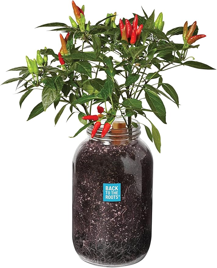 Windowsill Planter: Chili