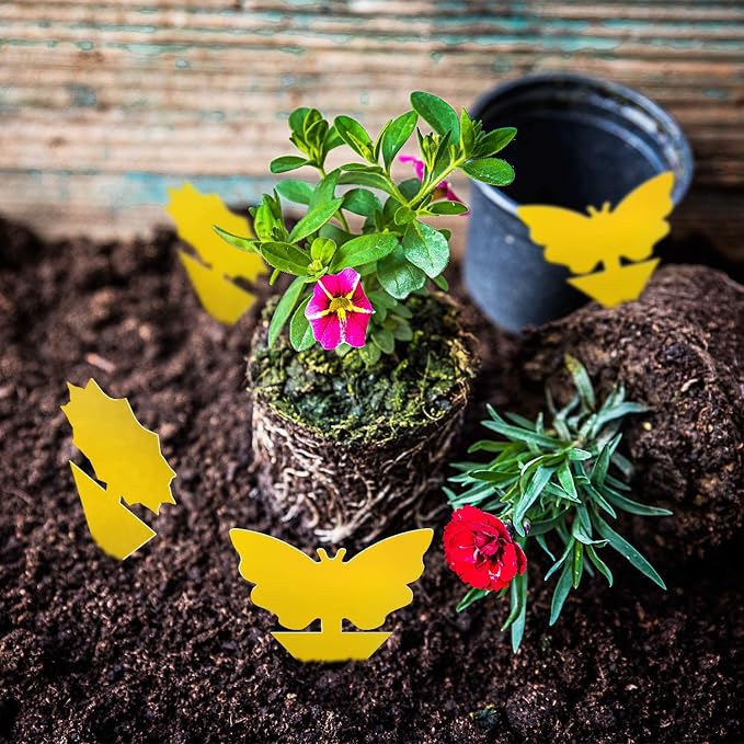 Fruit Fly Traps Fungus Gnat Traps Yellow Sticky Bug Traps 36 Pack No Harm and Odorless for Indoor Outdoor Use Protect The Plant