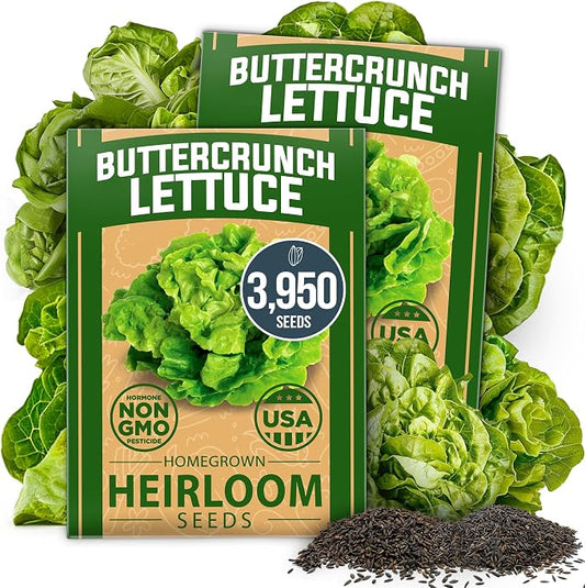 HOME GROWN Buttercrunch Lettuce Seeds 3950+ Bulk Pack Heirloom Non-GMO, High Germination, Bibb Lettuce for Planting, Indoor Outdoor Hydroponic Garden, Heat Tolerant,Year-Round Harvest (Lactuca sativa)