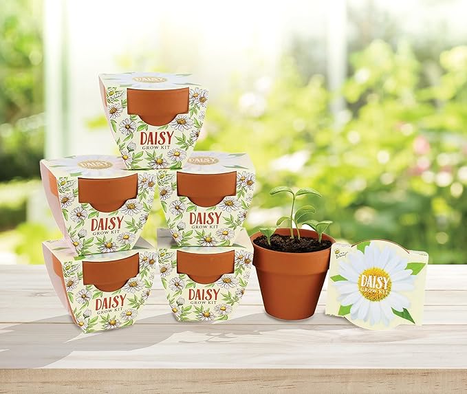 BUZZY Seeds Daisy Daydream Collection Grow Kit 6-Pack - Mini Terracotta Pot Grow Set - 100% Grow Guarantee