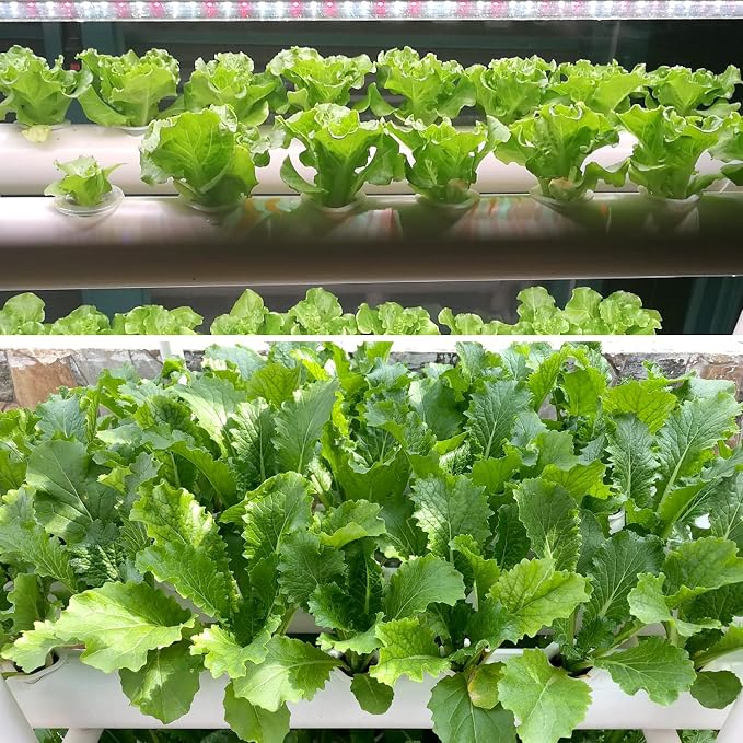 Hydroponic NFT 36 Holes Growing System with Special Fertilizer Timing Cycle, PVC Pipe Garden Plant Kit