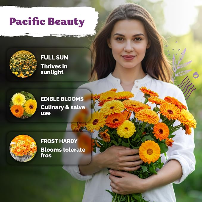 KVITER 1500 Mix Pacific Beauty Calendula Seeds (Calendula Officinalis) - Pot Marigold, Heirloom and Non GMO - Annual Flower Seeds in Seed Packets for Outdoor and Indoor Garden, Containers, Cut Flowers
