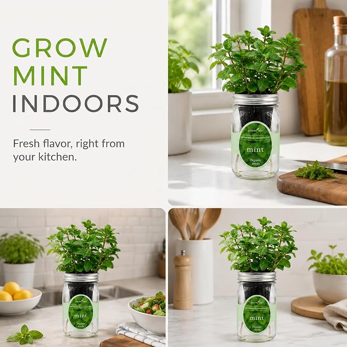 Hydroponic Herb Growing Kit, Self-Watering Mason Jar Herb Garden Starter Kit Indoor, Window Herbs Garden, Grow Your Own Herbs from Organic Seeds (Mint)