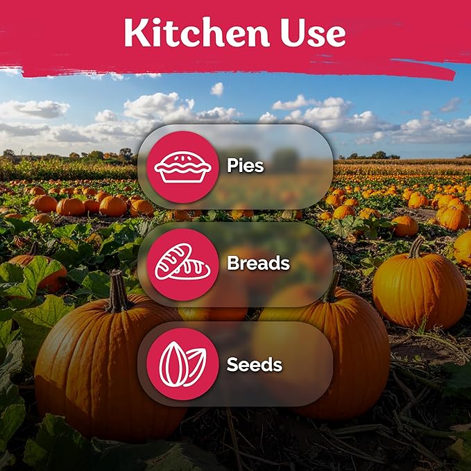 KVITER 25 Big Max Pumpkin Seeds for Planting (Cucurbita Pepo) – Giant Heirloom & Pumpkin Seeds, Up to 100 lbs – Ideal Vegetable Seed Packets for Home Outdoor Garden