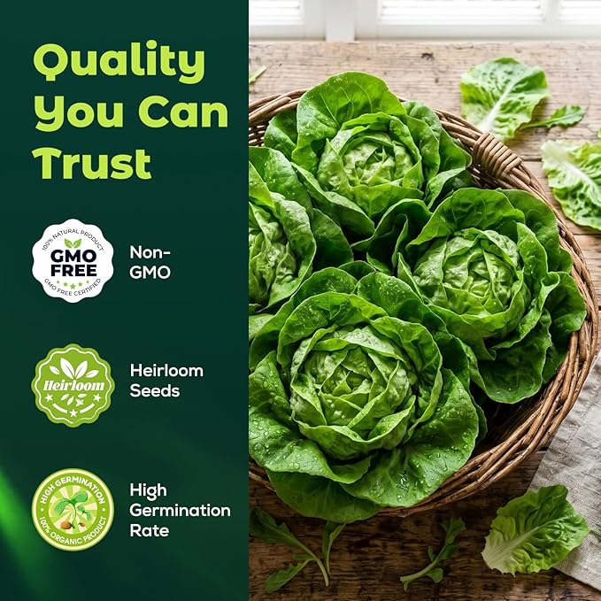 Buttercrunch Lettuce Seeds – 2500 Heirloom Seeds for Planting, Butter Lettuce Seeds for Indoor Outdoor Hydroponic Home Garden