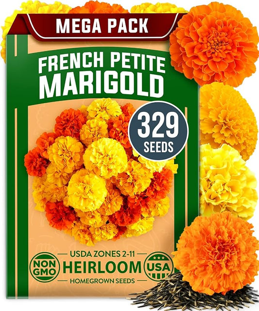 HOME GROWN Petite French Marigold Seeds 329+ Flower Seeds for Planting Outdoors Non GMO Easy to Grow Companion Plant & Quick Blooming Pollinator Heirloom Wildflower Seed (Tagetes patula)