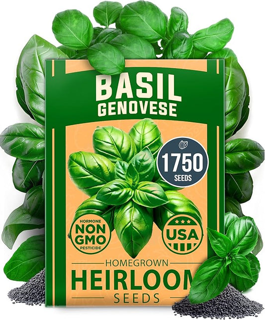 HOME GROWN Non GMO Genovese Basil Seeds Pack 1,750+ High Germination Heirloom Seeds (Ocimum basilicum) Herb Seeds for Planting Indoor & Outdoor Gardening, for Culinary Use