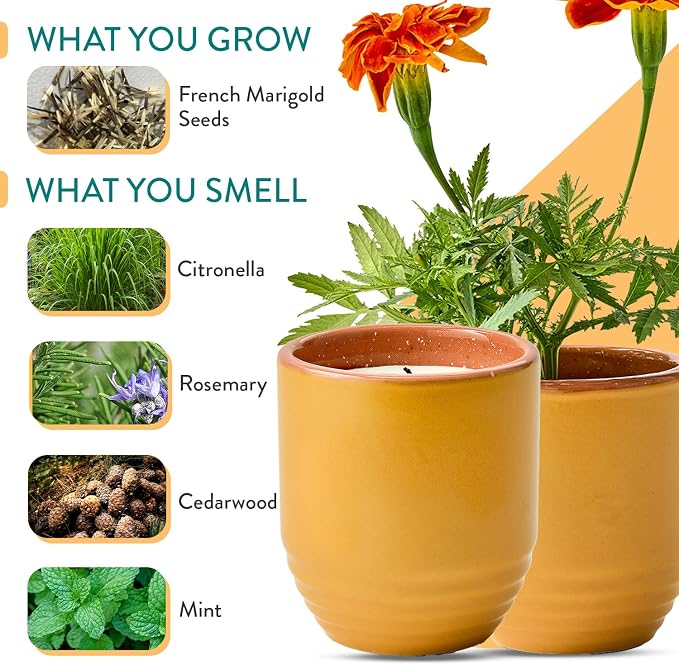 Modern Sprout - 2-in-1 Soy Candle & Planter - Last Light (Bug-Repelling Citronella, Rosemary, Cedarwood, Mint) 6 Oz Scented Candle with Marigold Seeds - Dual Purpose Jar - 38-40 Hour Burn