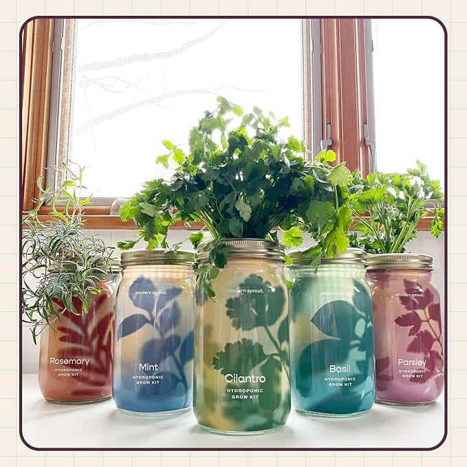 Modern Sprout Mason Garden Jar - Self-Watering Hydroponics Growing System Kit with Organic Herb Seeds - Jar Planter for Indoor Herb Garden - Seed Starter Kit - Gift for Mother's Day - Parsley