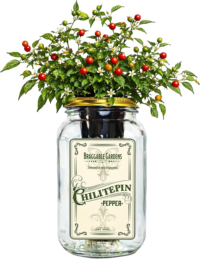 Chiltepin Pepper Indoor Garden Kit – Mason Jar Hydroponic Pepper Grow Kit – Windowsill Countertop Wild Chili Pepper Plant – Grow Peppers Indoors