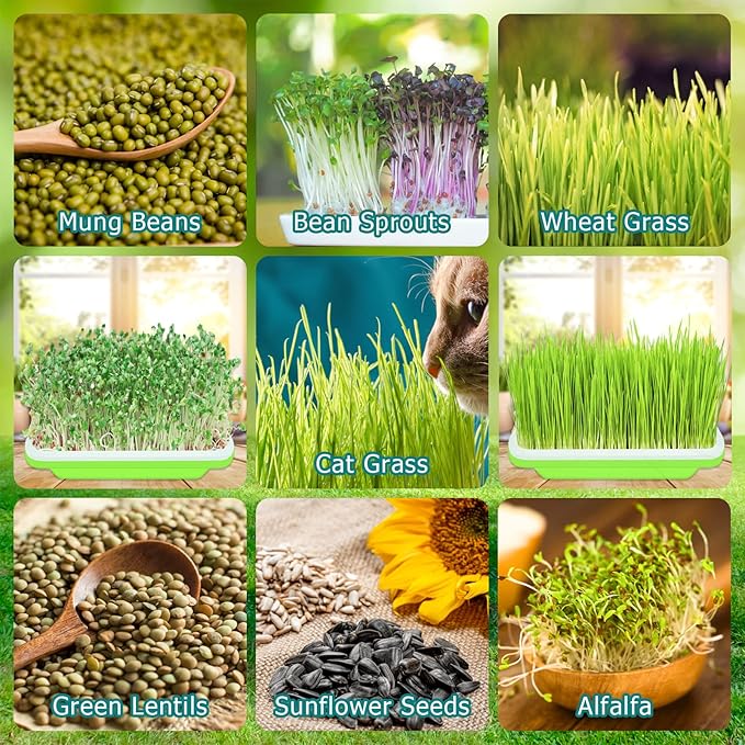 Legigo 5 Pack Green Seed Sprouter Trays- Soil-Free Cultivation Microgreens Tray, BPA Free Nursery Tray with Planting Paper for Indoors or Outdoors Sprouting Seeds, Grow Grass, Beans (Without Lids)