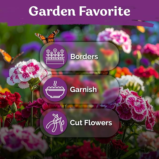 KVITER 5000 Mix Sweet William Seeds for Planting (Dianthus barbatus) – Heirloom Seed, Clove-Scented Blooms, Drought Tolerant – Perennial Flower Seeds to Plant Outside & Inside