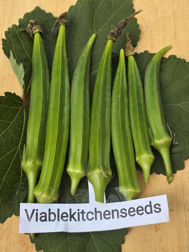 30 Indian Dark Green Tender Okra Seeds F1 Desi Bhindi Bendakaya भिन्डी - Early Variety First harvesting :40-45 Days After Sowing Planting Easy to Grow Outdoor Summer Garden (Abelmoschus esculentus)