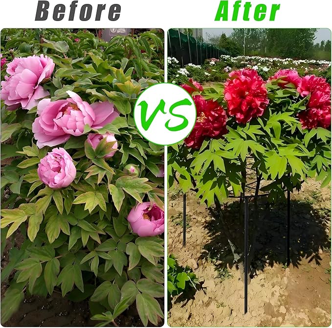 3 Pcs Large Peony Cages and Supports, 31.5"H x 12.6"D Grow Through Plant Support for Outdoor Plants, 7mm Stake Heavy Duty Metal Peonies Support Cage Peony Ring Plant Grid for Vegetables Roses Tomatoes