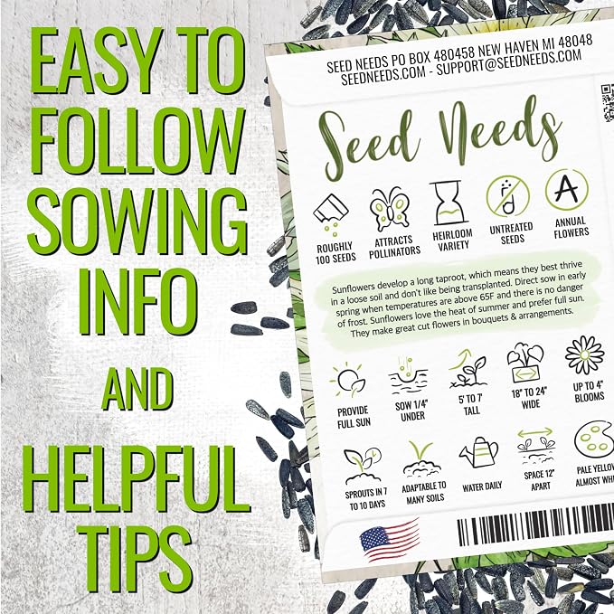 Seed Needs Sunflower Seeds for Planting Chocolate/Italian White Sunflowers - Heirloom & Open Pollinated Helianthus Seed Collection to Plant a Butterfly Garden (2 Packs)