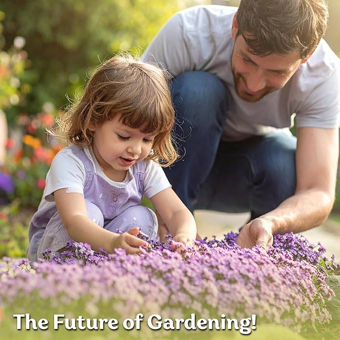 KVITER 1,000 Purple Rock Cress Seeds Perennial (Aubrieta deltoidea) - Aubrieta Seed, Lilacbush, Non-GMO & Ground Cover Seed - Ideal Flower Seeds for Planting in Beds, Rock Garden & Walls