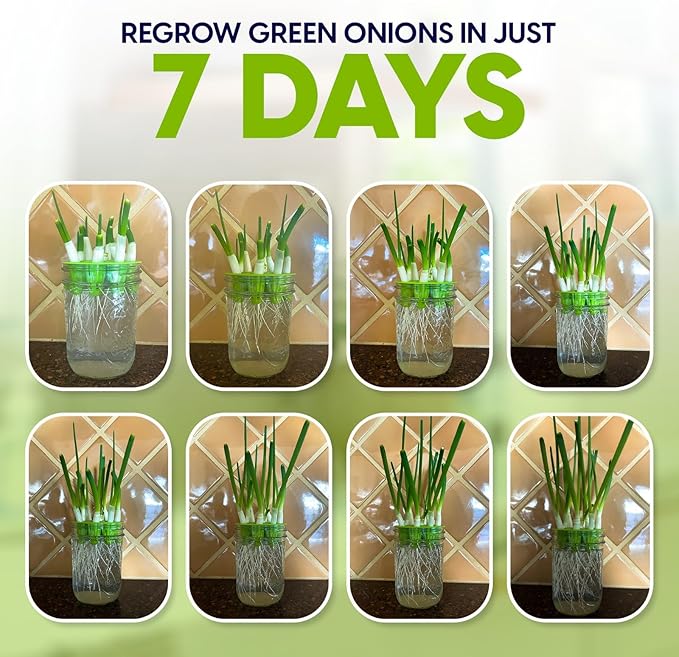 ZESTIGREENS Easiest Green Onion Regrower. Includes Ergonically Designed Lid & Instructions for Beginners with This Cool Kitchen Regrower
