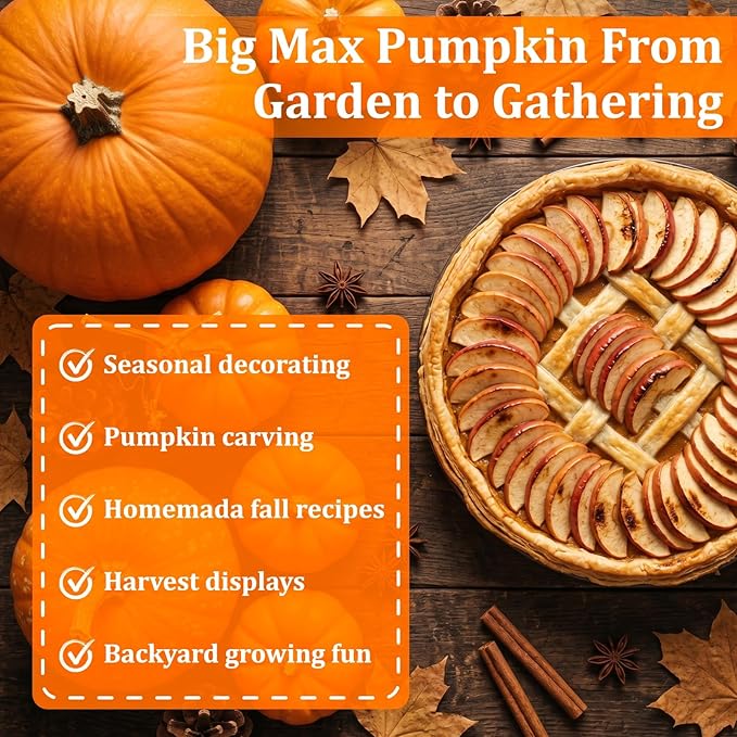 50+ Big Max Pumpkin Seeds for Planting - Giant Pumpkin Seeds, Large Carving Pumpkin Variety for Halloween Jack O Lantern, Fall Display & Garden Growing, Pack Includes QR Code Planting Guide