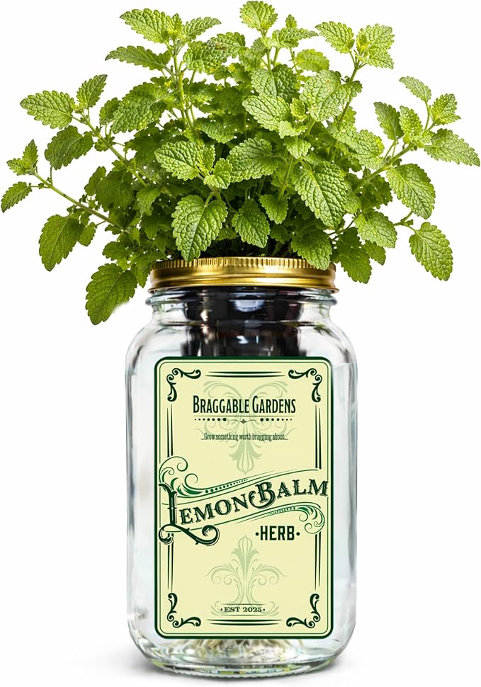 Lemon Balm Indoor Herb Garden Kit – Mason Jar Hydroponic Grow Kit – Windowsill Countertop Herb Planter – Grow Fresh Lemon Balm Indoors