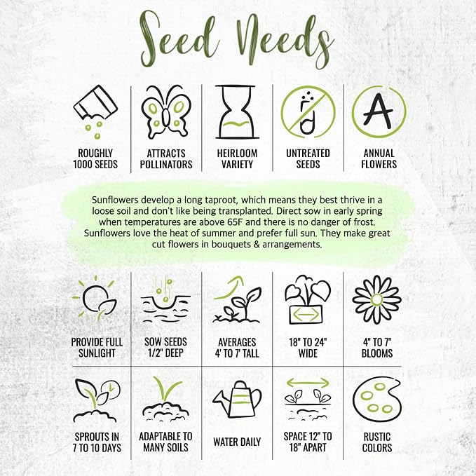 Seed Needs Sunflower Seeds to Plant Sunset Blend 7 Varieties Mix | 1000+ Seeds Helianthus Annuus Heirloom Open Pollinated Bulk Flower Seed | Multicolored Sun Flowers