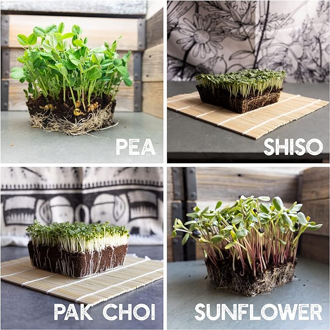 12 Variety Pack Microgreens Seeds Kit - Broccoli Seed for Sprouting Plus Purple Radish, Beet, Sunflower Microgreens, Peas, Shiso, Cilantro, Beet, Pak Choi, Korean Shiso, Cress & More