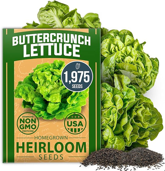 HOME GROWN Buttercrunch Lettuce Seeds Bulk Pack 1975+ Heirloom Non GMO Seeds for Planting, Bibb Lettuce, Indoor Outdoor Hydroponic Garden, Heat Tolerant, Sweet Tender Green Leaves (Lactuca Sativa)
