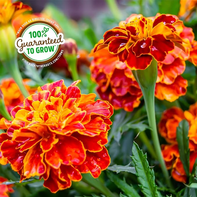 Back to the Roots Organic Marigold Flower Grow Kit with Plantable Starting Pot Soil and Seeds