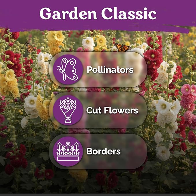 KVITER 150 Chaters Hollyhock Seeds for Planting (Alcea rosea) - Heirloom | Tall Blooms | Pollinator Magnet - Double Hollyhocks Flower Seeds to Plant Outside in Garden, Cottage Borders, Containers