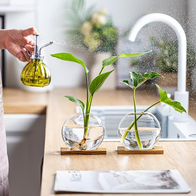 Glass Planter Propagation Station with Wooden Base - Clear Oblate Hydroponic Vase, Decorative Desktop Flower Vase for Home, Office, Windowsill - Gift for Plant Lovers (6)