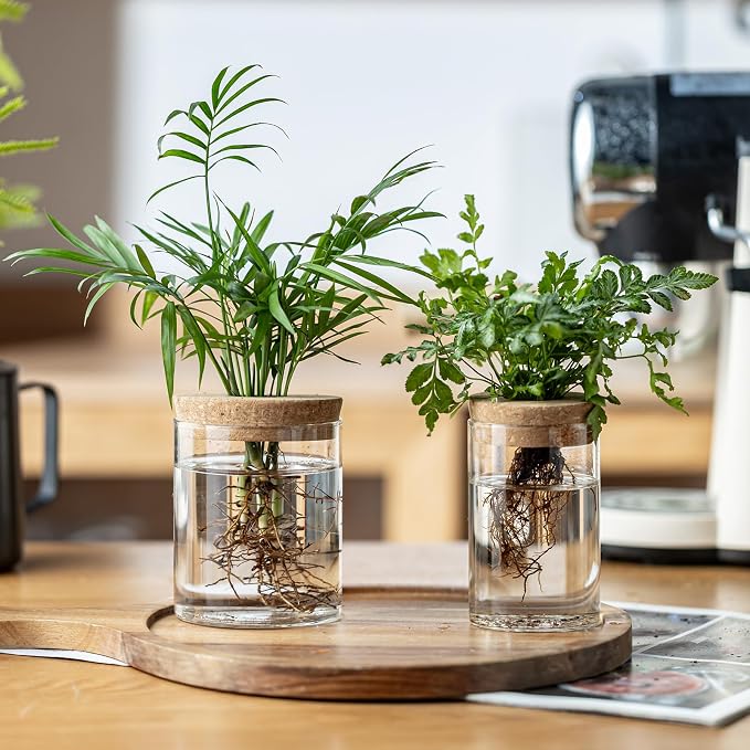 Plant Propagation Stations for Plants, 2 Size Glass Propagation Vases for Propagating Hydroponic Indoor Home Office Decor, Tabletop Glass Planter Gift for Plant Lovers (8)