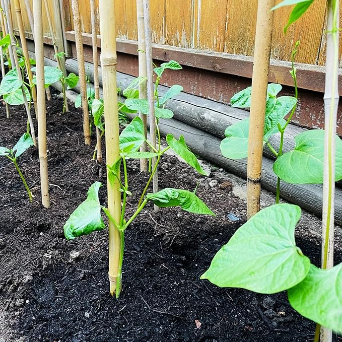 COLOtime Bamboo Stakes 2FT Garden Stakes Plant Stakes for Indoor Potted Climbing Plants Poles Sticks Support Peppers Orchid Daffodils 30 Pack