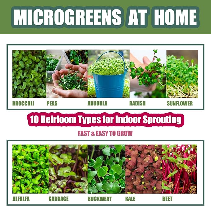 QISHENG - 4 Pack Microgreens Grow Kit,Soil-Free Cultivation Germination Tray,BPA-Free Indoor Sprouting Kit for Growing Bean Sprouts/Organic Seeds/Broccoli/Alfalfa/Radish/Clover (Beige)