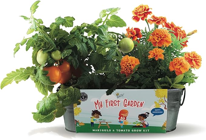 Buzzy Seeds My First Garden Windowsill Grow Kit, Tomato and Marigold Seeds, Indoor Gardening Starter Set for Beginners, Fun DIY Planting Project Gift, New Home Present