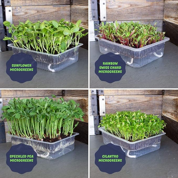 Self-Watering Indoor Microgreens Kit – Soil and Hydroponic Combo Pack – Complete Growing Set for Vegetable and Herb Microgreens – Includes Broccoli, Radish, Chard, Cilantro Seeds, and More