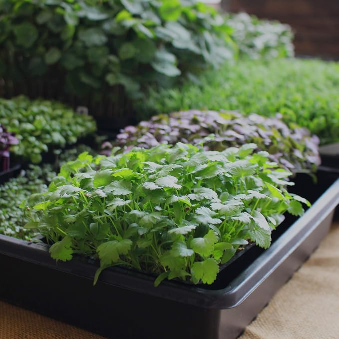 Minute Soil Block - Coco Coir - Compressed - Blocks & Bulk (1 Block)