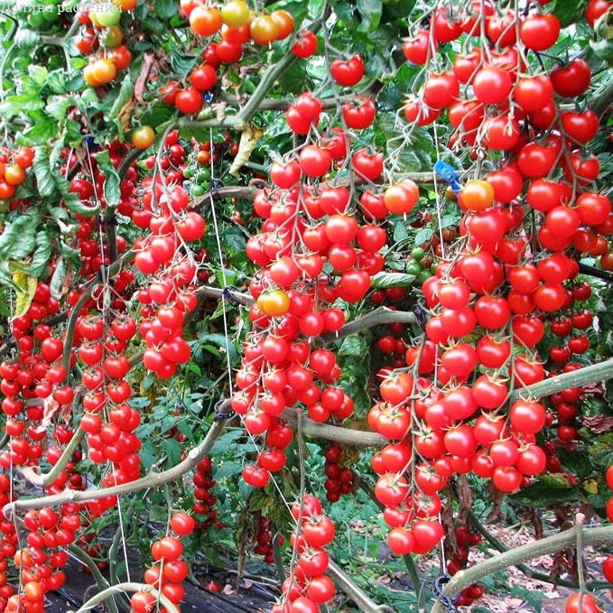 Seeds Vine Red Tomato Indeterminate Non GMO Vegetable for Planting