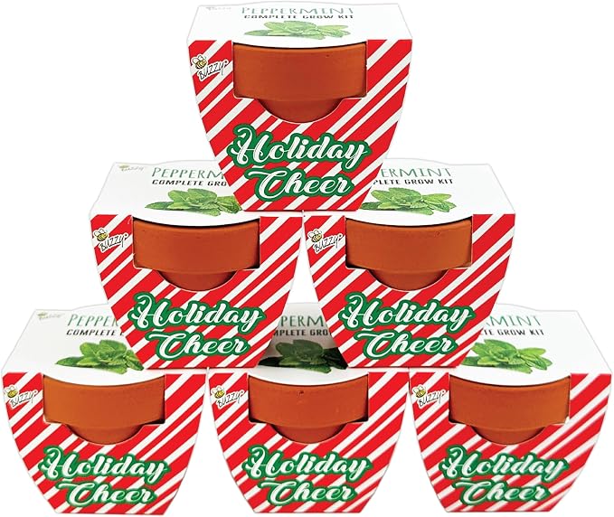 BUZZY Seeds Holiday Candy Cane Mini Terracotta Grow Pots, 6-Pack Peppermint Seeds, Indoor Plant Starter Kit, Stocking Stuffers, Party Favors