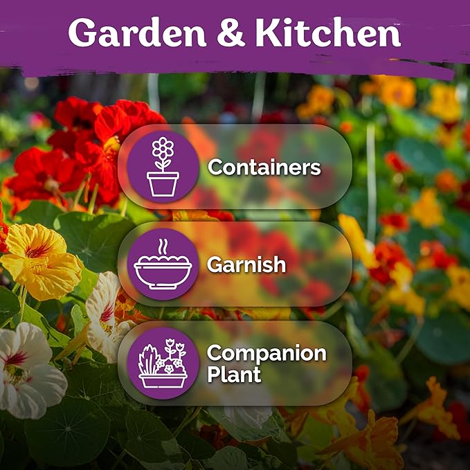KVITER 75 Mix Jewel Nasturtium Seeds for Planting Outdoors (Tropaeolum Nanum) — Heirloom Seed Packet — Edible Flower Seeds to Plant Outside & Inside in Garden, Containers, Hanging Baskets