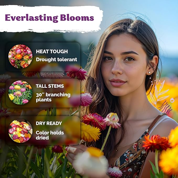 KVITER 1,500 Tall Mix Strawflower Seeds for Planting (Xerochrysum/Helichrysum Bracteatum) — Golden Everlasting Flower, Paper Daisy — Ideal, Heirloom Cut Flower Seeds to Plant Outside & Drying