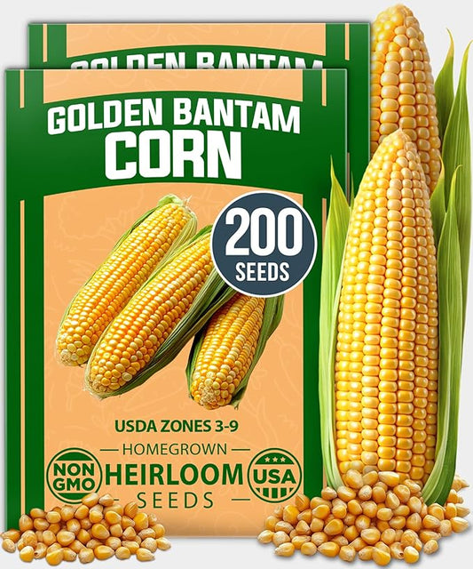 HOME GROWN Golden Bantam Sweet Corn Seeds 200+ Heirloom Non-GMO Seeds for Planting, High Germination, Yellow Kernel Corn on the Cob, Early Summer Harvest, Easy to Grow Home Garden Crop (Zea mays)