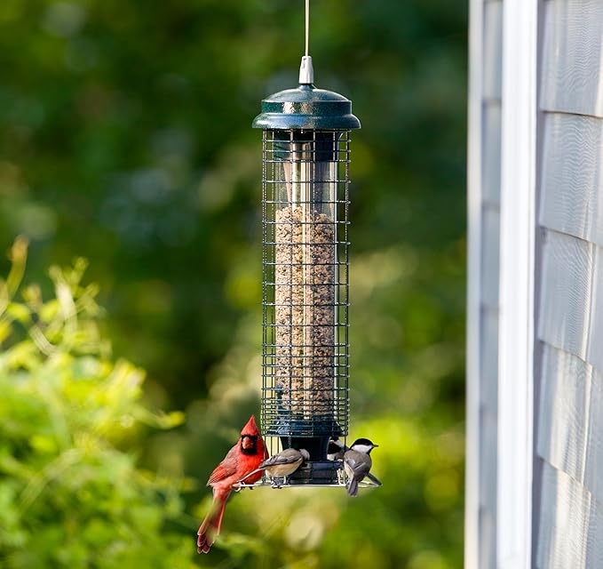 Brome Squirrel Solution 150 Squirrel-Proof Bird Feeder for Wild Birds – 4 Stainless Steel Perches, 2.6 lb Seed Capacity, Chew-Proof, Free Seed Funnel Included